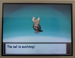 A noctowl on the evolution screen, the textbox below it says 'The owl is evolving!'