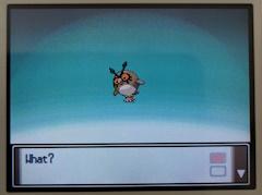 A hoothoot on the evolution screen, the textbox below it says 'What?'