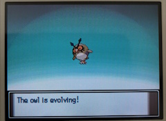 A hoothoot on the evolution screen, the textbox below it says 'The owl is evolving!'