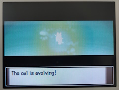 A hoothoot on the evolution screen, currently in the process of evolving into a noctowl, the textbox below it says 'The owl is evolving!'